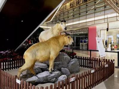 正九公关 匠心筑梦庆典，成就江西典仪新标杆
